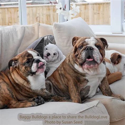 As what you save in price at the beginning, you may make up for in vet visits later if you catch my drift. English Bulldog Colors * Baggy Bulldogs in 2020 | Bulldog ...