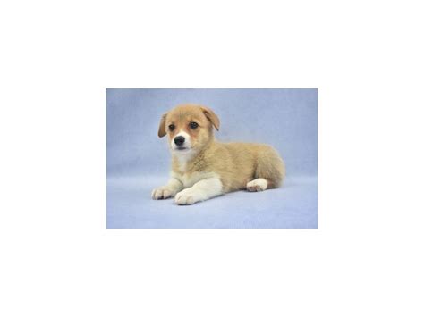 We welcome you to our home to meet our puppies. Pembroke Welsh Corgi-DOG-Female-Sable-2135818-Petland ...