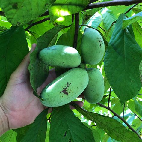 How To Grow Pawpaws From Seed Shades Of Green Blog