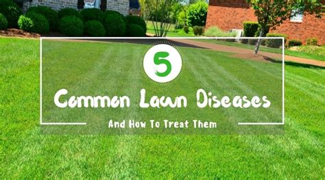How to mow lawns in dry weather conditions. 5 Common Lawn Diseases And How To Treat Them | My Greenery Life