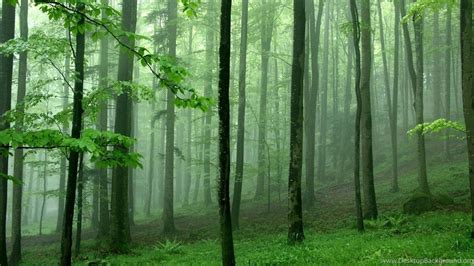 Green Forest Trees Hd Wallpapers Desktop Background