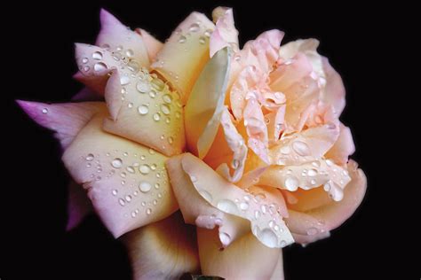 Peachy Pink Rose Photograph By Vanessa Thomas