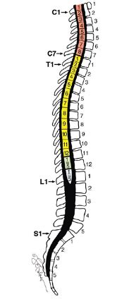 Spinal Cord Anatomy And Blood Supply OpenAnesthesia