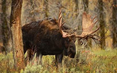 Moose Animals Wallpapers Animal Dangerous Aggressive Desktop