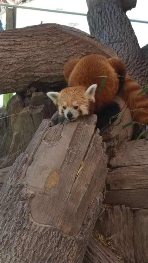 Happy International Red Panda Day Got A Pic Of This Cutie At The Hogle