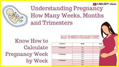 How You Calculate Pregnancy Weeks