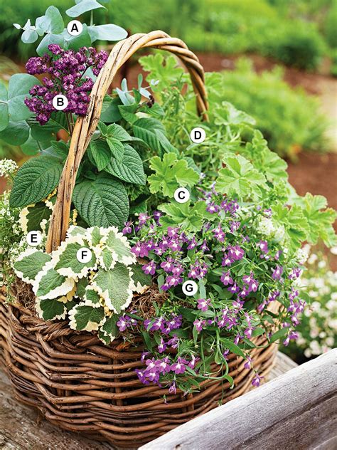 Favorite Scented Plants Fill A Terra Cotta Pot Tucked Into
