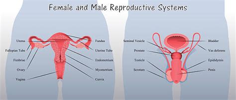Male And Female Reproductive Systems Diagrams By Mspowerpoint Tpt Gambaran