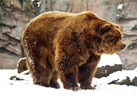 Ursus Arctos Middendorff Oso Kodiak Kodiak Brown Bear Brown Bear Bear
