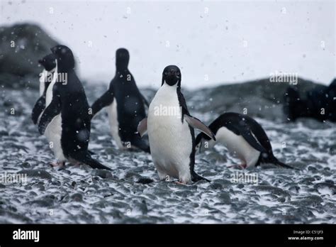 Group Of Adelie And Chinstrap Penguins In Antarctic Blizzard On Rocky
