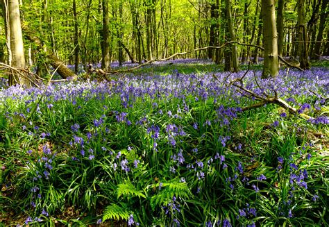 Woodland Wildflowers Wild Flowers Woodland Plants