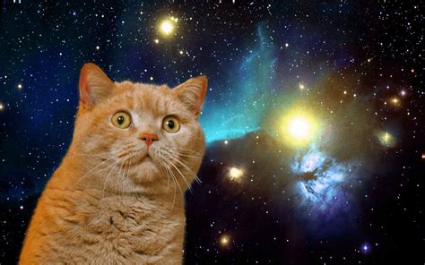 Galaxy Cat Wallpapers Top Free Galaxy Cat Backgrounds Wallpaperaccess