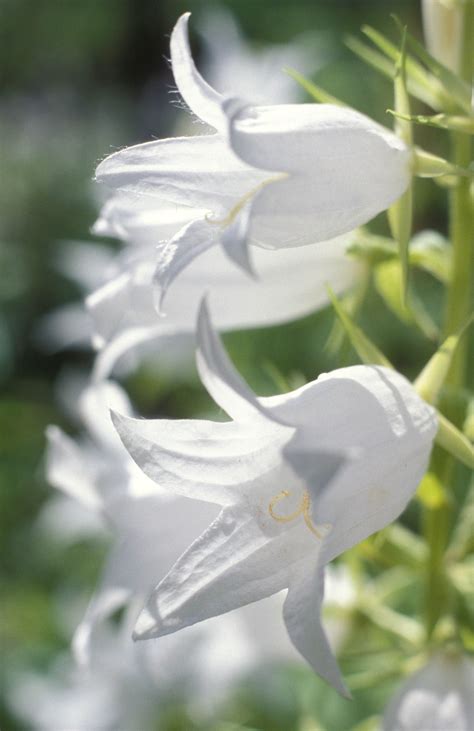Bell Shaped White Flowers Flowerszd