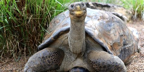 Galapagos Tortoise Australian Reptile Park