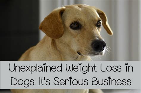 Safe & effective weight loss with visible results within 10 weeks. Unexplained Weight Loss in Dogs is Serious Business