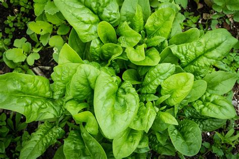 How To Harvest Spinach From The Garden Spinach Sowing Growing And