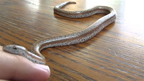 The Rosy Boa Care Guide The Critter Depot