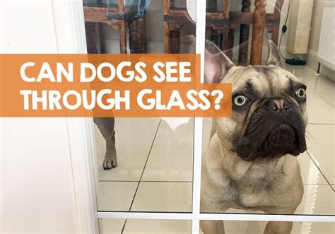 Can Dogs See Through Glass Windows Or Tinted