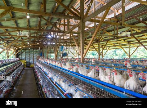 At A Poultry Farm In Batangas Philippines Stock Photo Alamy