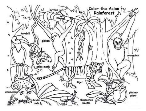 Free Printable Rainforest Coloring Pages Pdf