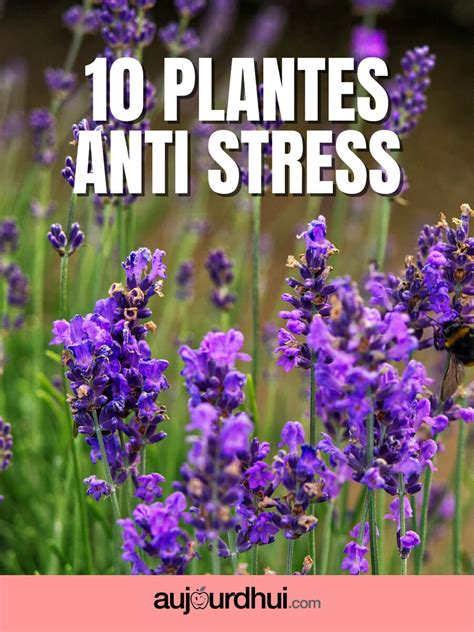 Top 10 des plantes anti stress  Aujourdhui.com