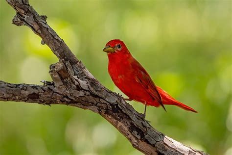 40 Free Summer Tanager And Bird Images Pixabay