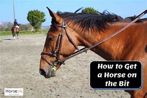 How To Get A Horse On The Bit 8 Steps You Should Follow