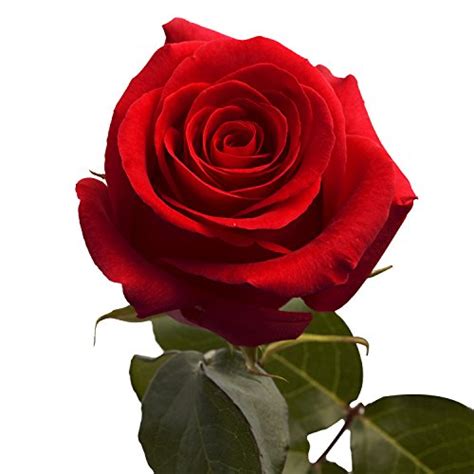 Globalrose 50 Red Roses Beautiful Fresh Flowers Next Day Delivery By