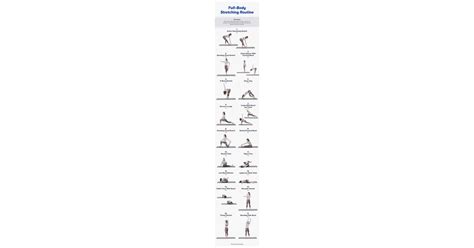 Your Stretch Session Stretching Exercises For The Entire Body