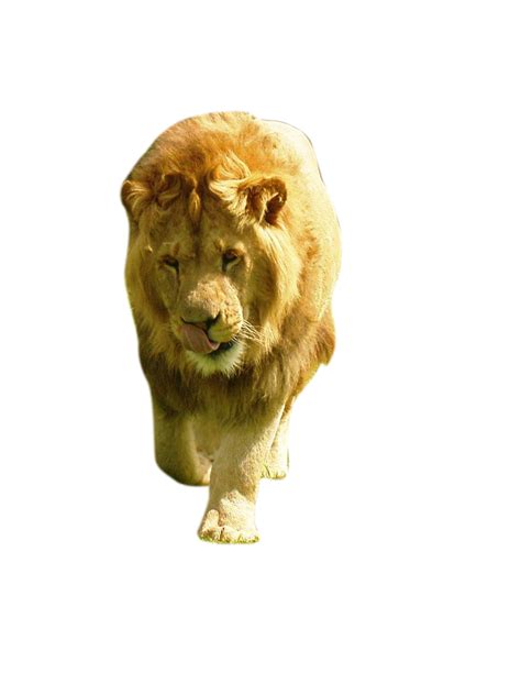 Lion Png Transparent Images Png All