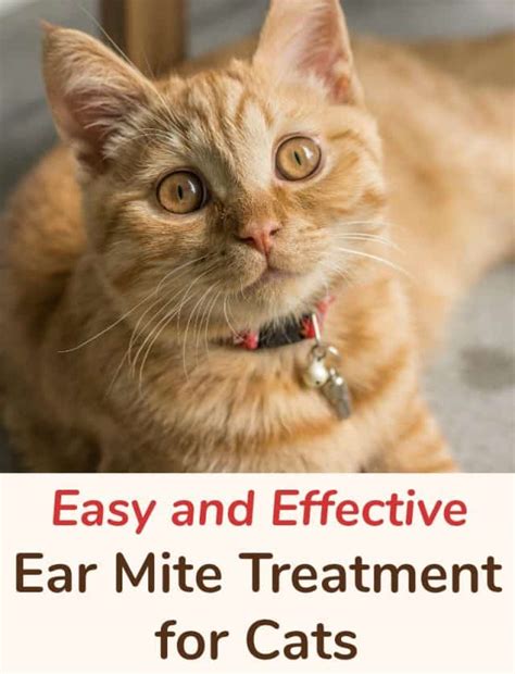 Easy And Effective Ear Mite Treatment For Cats Miss Molly Says