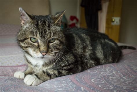 Rspca Altrincham Cheshire Branch Cats For Adoption