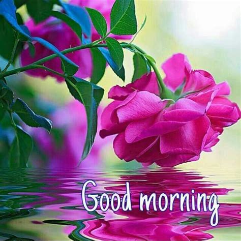 Pin By Kakabia Ranchhob On Good Morning Good Morning Flowers Good Morning Beautiful Images