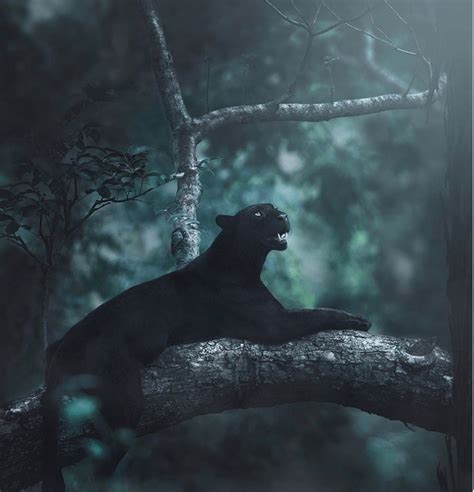 Wildlife Photographer Captures Beautiful Shots Of A Black Panther In