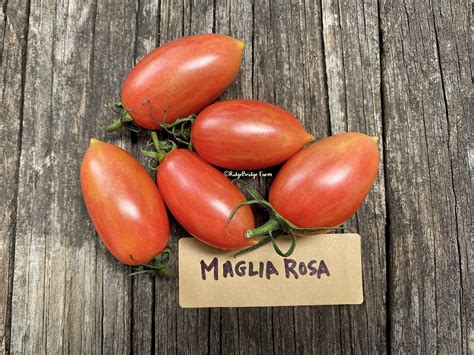 Maglia Rosa Cherry Tomato Seeds Organically Grown Packet Etsy