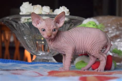 Browse sphynx kittens for sale & cats for adoption. Page 2 - Sphynx For Sale in Michigan (42) | Petzlover