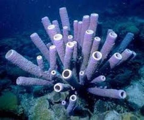 10 Interesting Porifera Facts My Interesting Facts