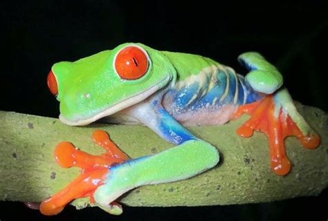 Frog Pets For Beginners Something About Their Big Round Eyes Bulbous