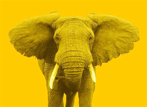 The Liveband Yellow Elephants Webseite