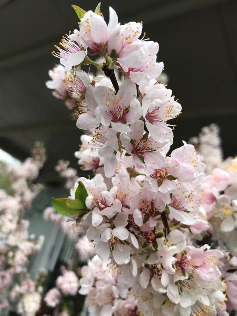 Prunus Elvins - White & Pink Flowering Plum - Blerick Tree Farm