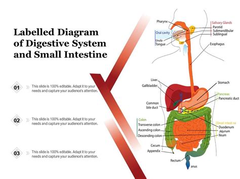 Labelled Diagram Of Digestive System And Small Intestine Powerpoint