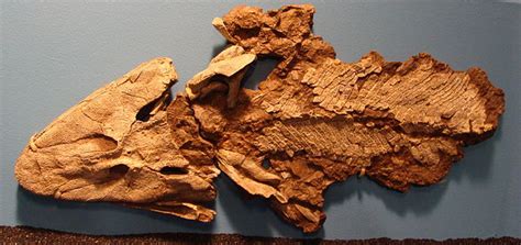 The Fossils Of Tiktaalik Roseae Show The Evolution From Fins To Feet