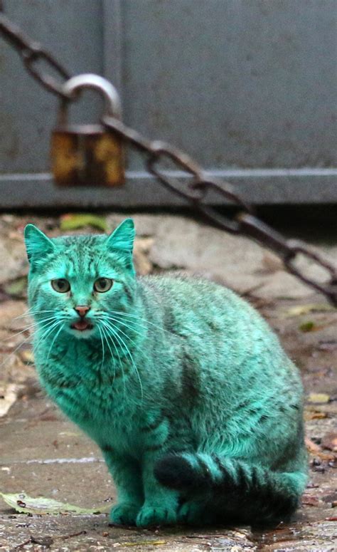 Ultrasound cost and ultrasound procedures information. Emerald Green Cat Haunts Bulgaria's Black Sea Coast ...