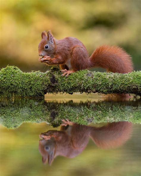 Photographer Captures Adorable Moment Squirrel Takes In Sweet Smell Of