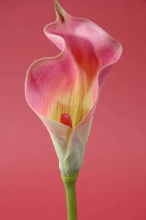 Calla lilies the calla lily which is originally from the continent of africa, is rich with history, and has been treasured as a flower of celebration since the a great compliment to almost any flower type in any color, peruvian lilies or alstroemeria is widely used by us in a variety of our flower bouquets and. Pin by Nora War on To Paint | Calla lily, Pink calla ...