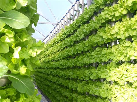 Hort Innovation Set To Bring High Tech Horticulture To Australias