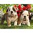 Top 8 English Bulldog Puppies Whore So Cute Its Unbelievable  A Dog