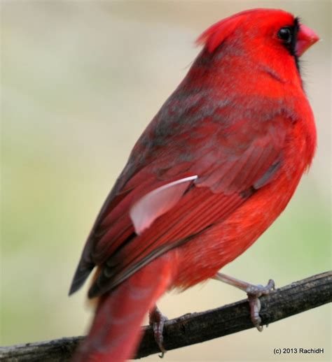 Dsc0008 Northern Cardinal ~ Cardinalis Cardinalis ~ Cardi Flickr