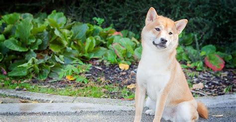 Japanese shiba inu club of great britain championship show. Nizu Shiba Inu