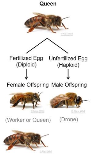 Cape Honey Bee Apis Mellifera Capensis Escholtz Free Hot Nude Porn